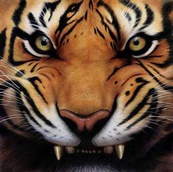 I Am That Tiger