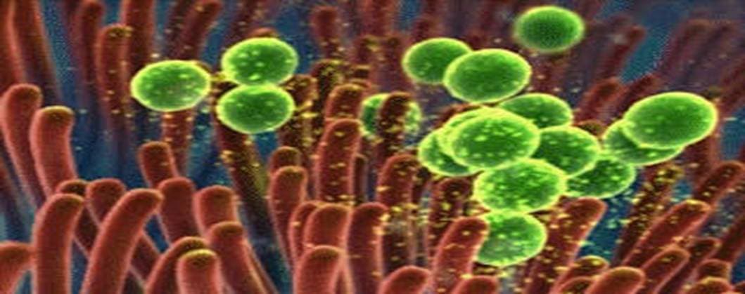 Biofilm Protocol Treatment