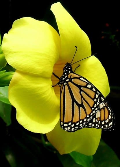 An Adventure with Butterflies