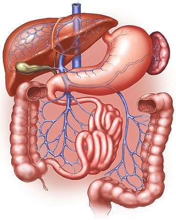 Digestive Health and Autism Spectrum Disorders