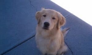 East Coast Assistance Dogs