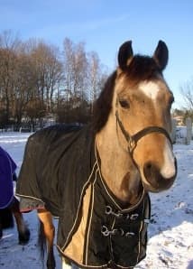 Should Children with Autism Ride Horses? Why Not?