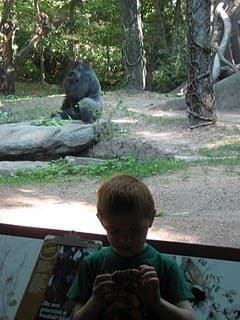 Nothing To See Here at the Zoo