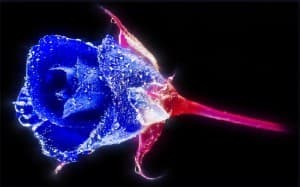 A Very Special Flower Indeed