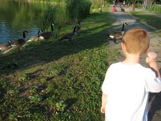 Chasing Geese
