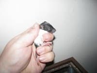 Dealing With the Loss of a Pet Rat