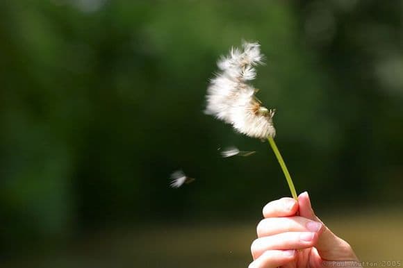 A Soft Wind Flowing