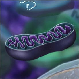 Why does autism coincide with mitochondrial problems?