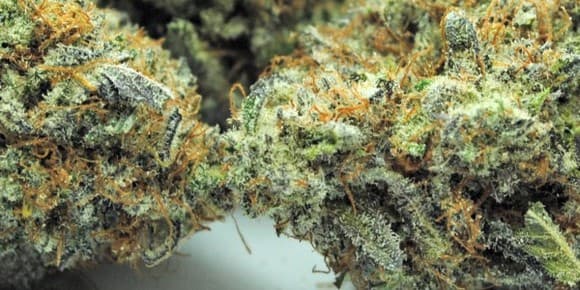Is Getting High For Autism the Answer?