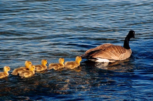 Temporary Single Mother