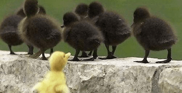 It's Okay to be Different If...