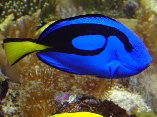 "How Would You Know If a Fish Had Autism?"