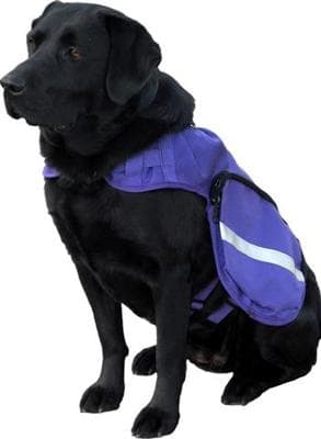 Q & A with an Assistance Dog