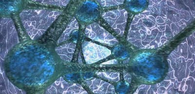 Should Autism Spectrum Disorder be renamed Synaptic Disorder?