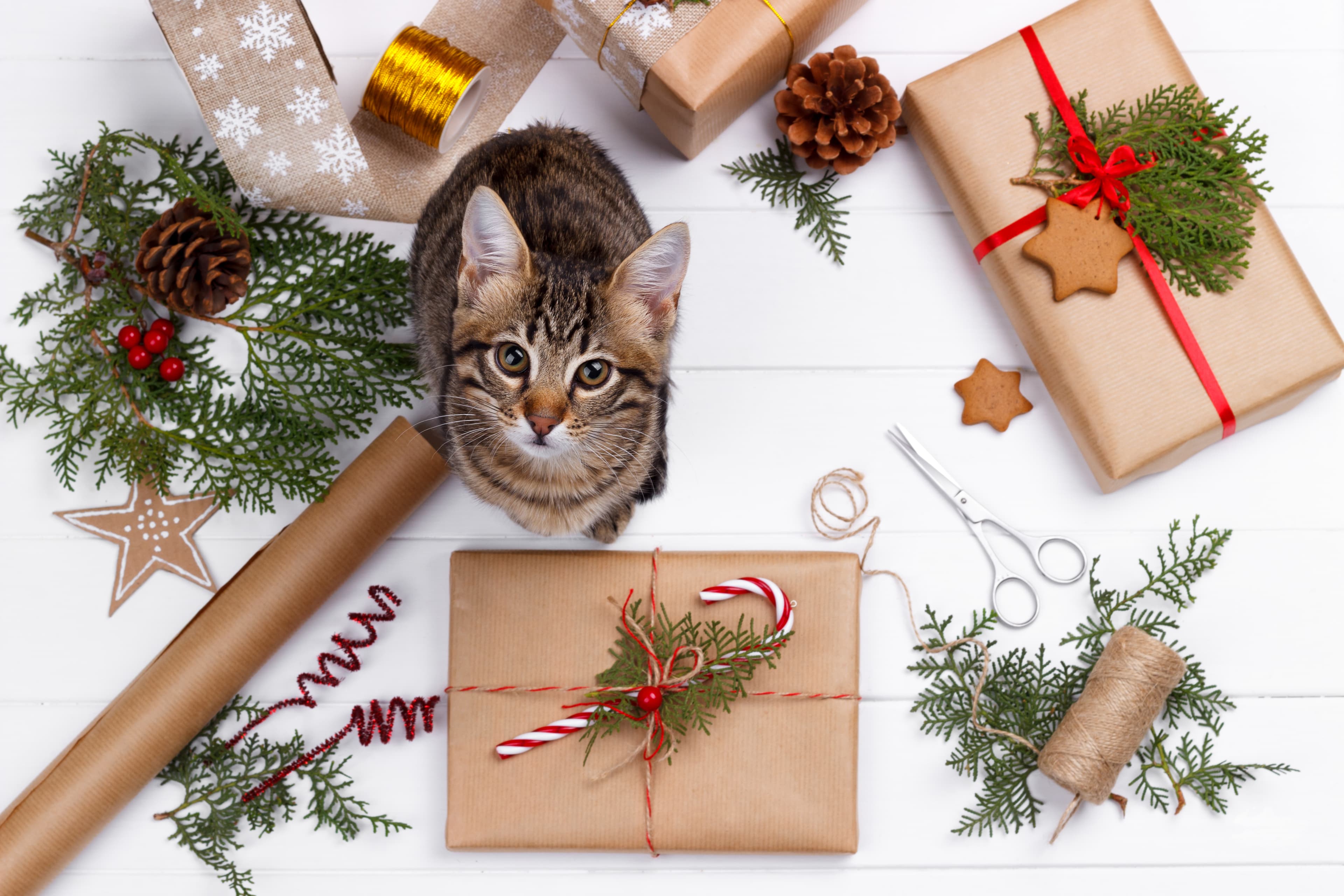 5 Tips to Achieve Your New Year's Resolutions!