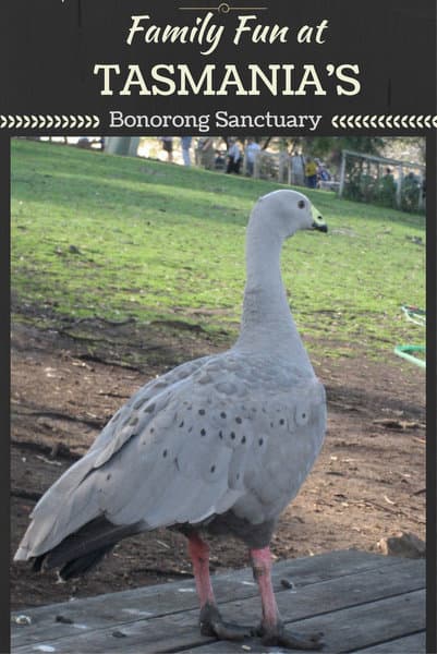 Family Fun at Tasmania's Bonorong Sanctuary