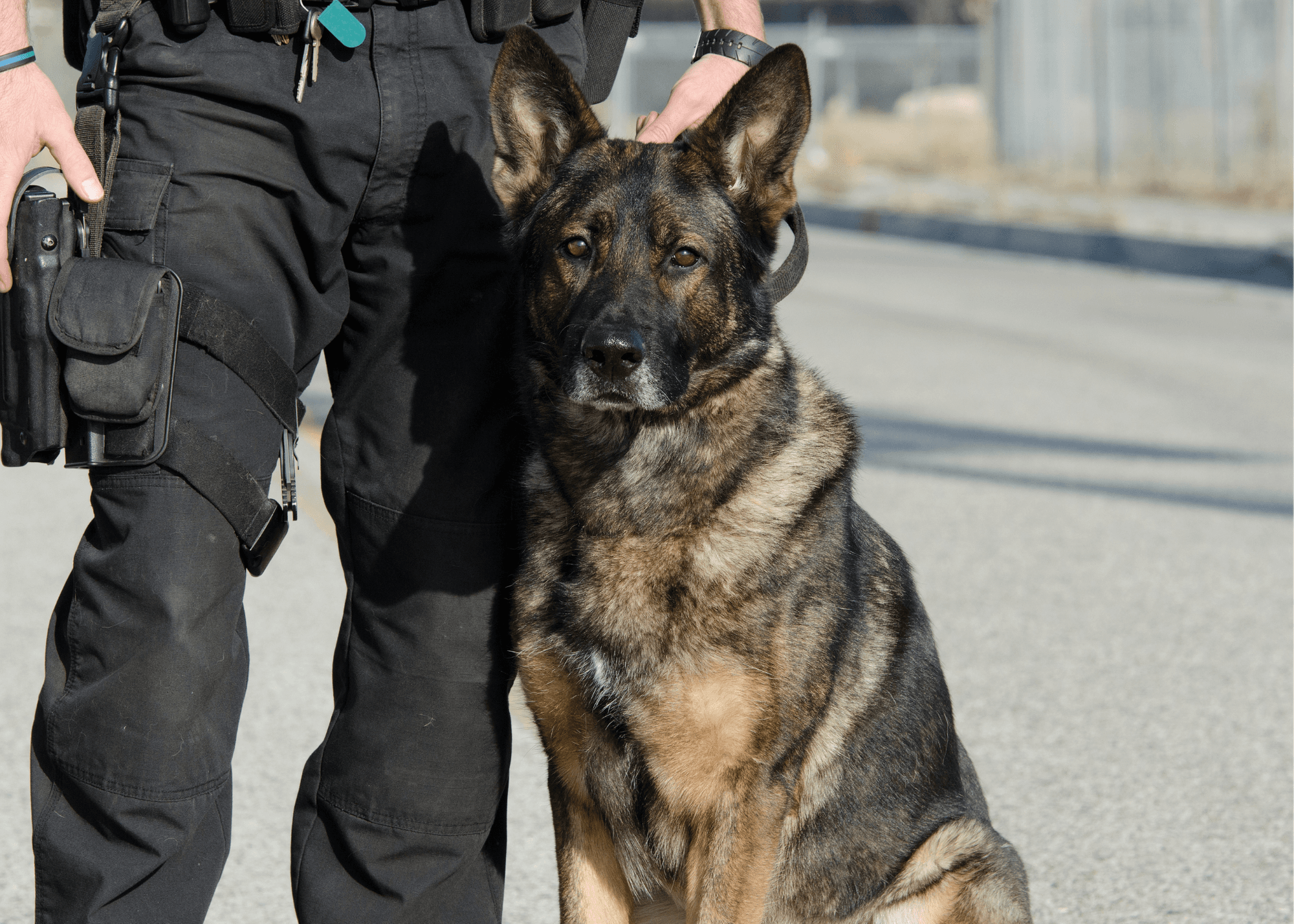 Project Lifesaver and K9 Dogs - Project Lifesaver