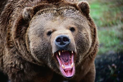 Grandma Goes All Mama Bear