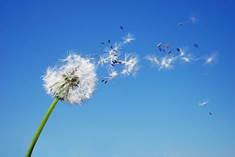 NAET, autism and allergy: update