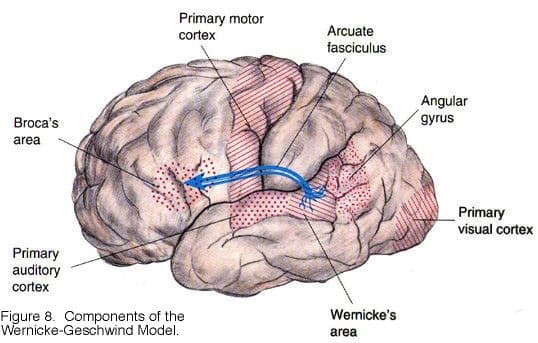 Looking into Apraxia