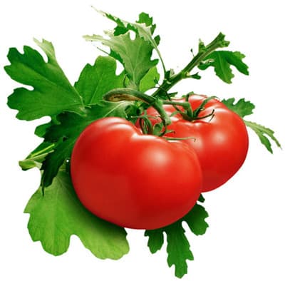 Tomato Sauce Makes Me High