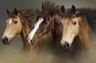 Of Horses & ACT scores