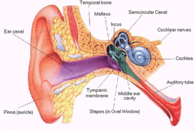 Autism & Delayed Auditory Processing