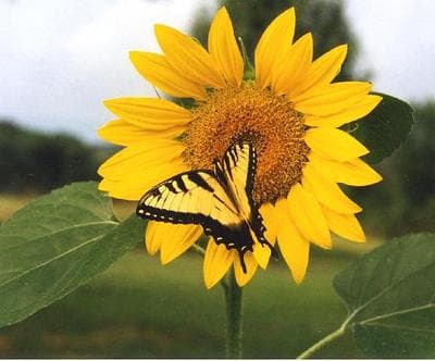 Autism - Sunflower