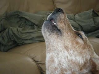 Rituals, Something to Howl About