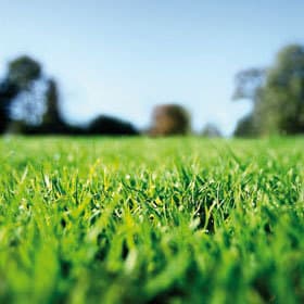 The Grass Is Always Greener