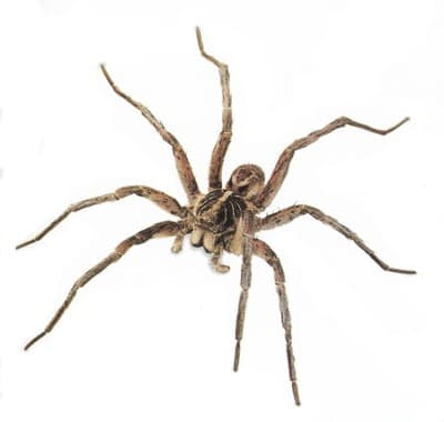 The Persistent Spider