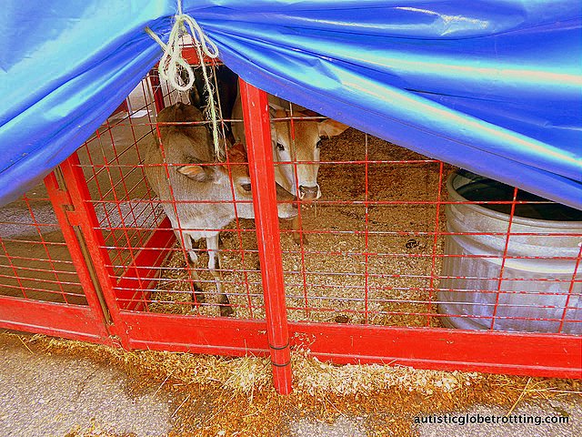 Family Fun at Baraboo’s Circus World Museum goat Family Fun at Baraboo’s Circus World Museum goat