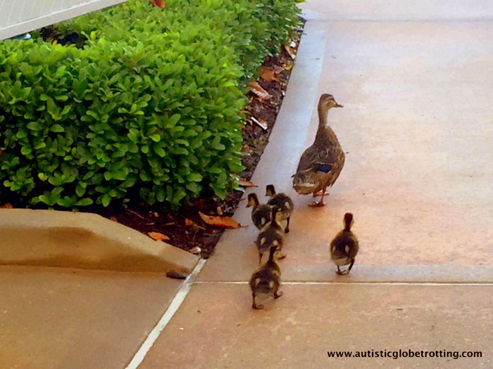 Our Family Stay at Disney's Grand Floridian duck Our Family Stay at Disney's Grand Floridian duck
