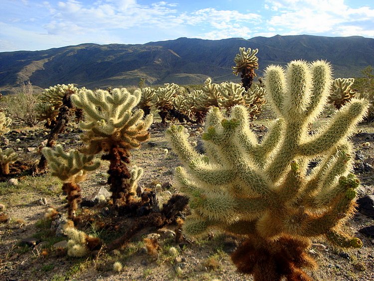 joshua tree plants