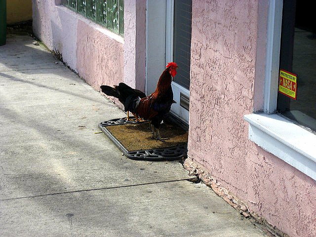 Taking Kids to the Hemingway House Museum rooster Taking Kids to the Hemingway House Museum rooster