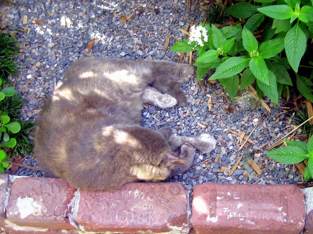 Taking Kids to the Hemingway House Museum cat Taking Kids to the Hemingway House Museum cat