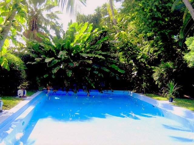 Taking Kids to the Hemingway House Museum pool Taking Kids to the Hemingway House Museum pool