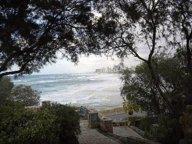 Exploring Jaffa Israel with Kids tree Exploring Jaffa Israel with Kids tree