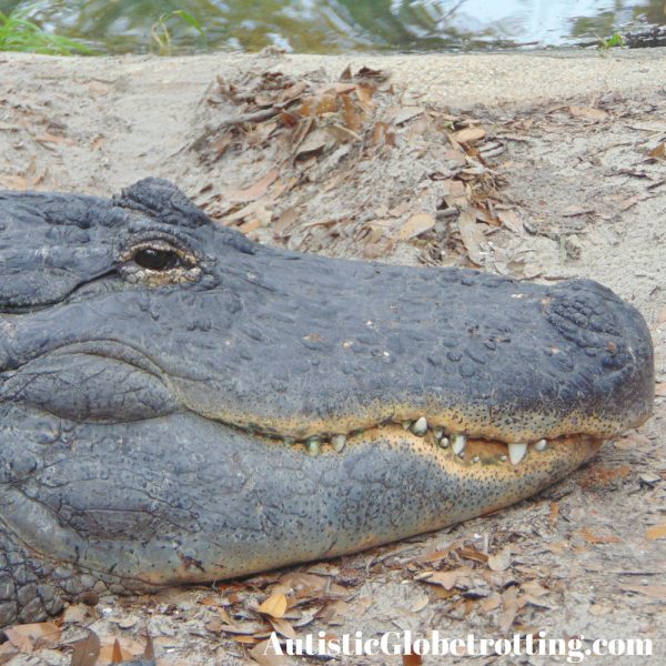 Florida St. Augustine Top Family Outdoor Attractions alligators