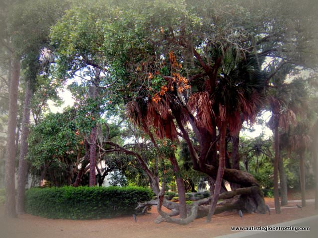 10 autistic friendly things to do in Hilton Head tree