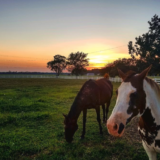 S4 E12 Communication is Key