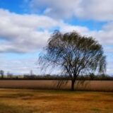 S4 E13 Employing Autistic Individuals to Preserve Priceless Memories